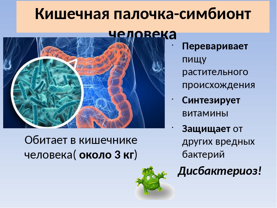 Пример симбиоза бактерий. Симбионты Толстого кишечника. Бактерии симбионты человека. Бактерии симбионты в кишечнике. Кишечная палочка Симбионт.