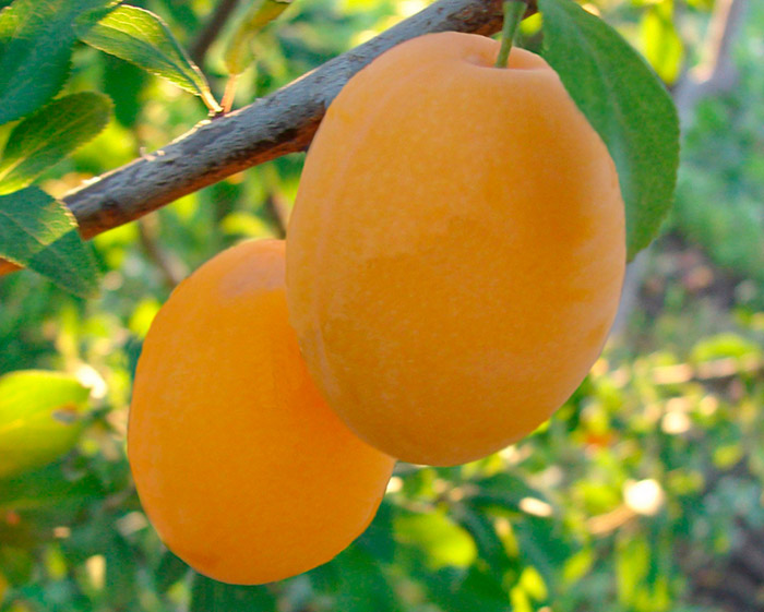 В зависимости от сорта, с одного дерева можно собирать до 30-50 кг плодов