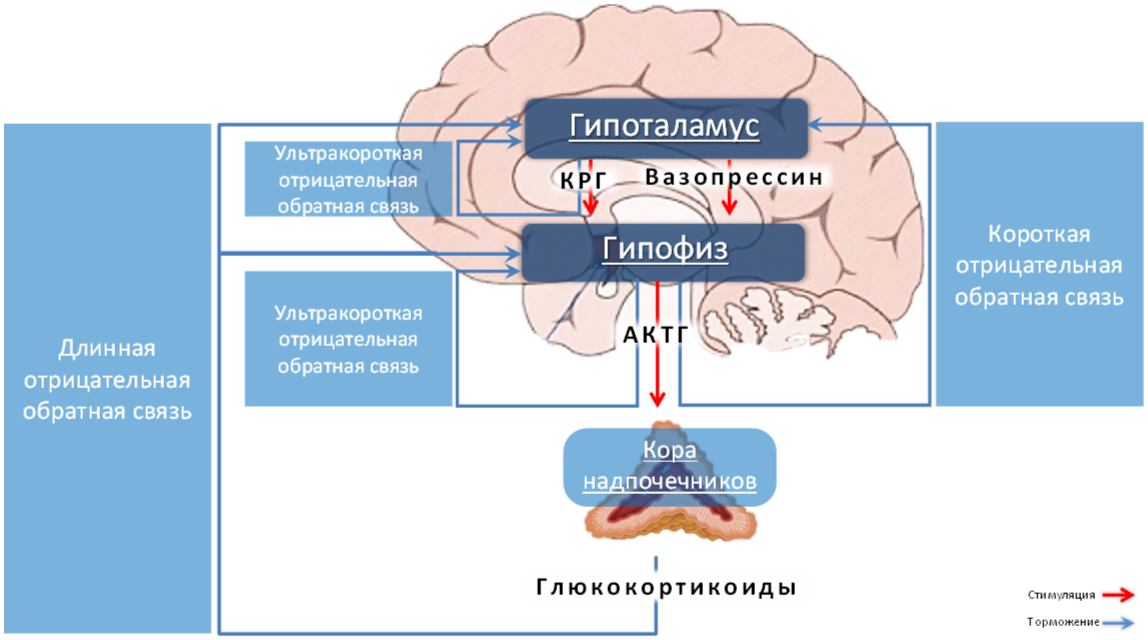 Схема работы системы гипоталамус гипофиз надпочечники. Ось гипоталамус – гипофиз - гормоны коры надпочечников.