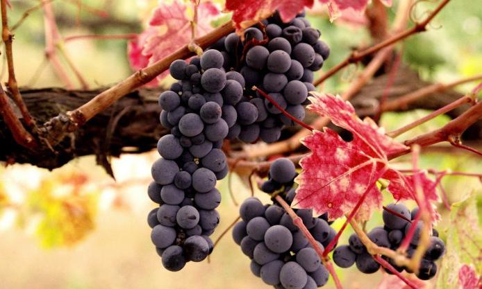Калорийность черного винограда