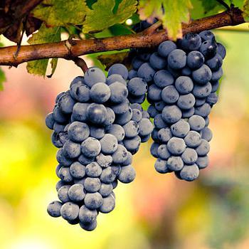 виноград черный калорийность содержание белков жиров углеводов
