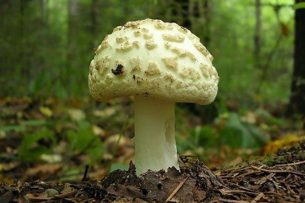 Мухомор красный