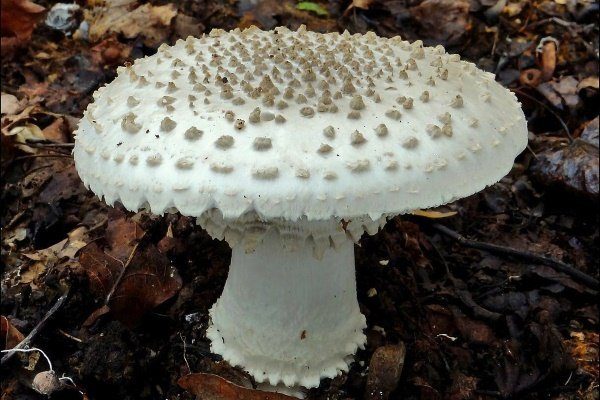 Мухомор красный