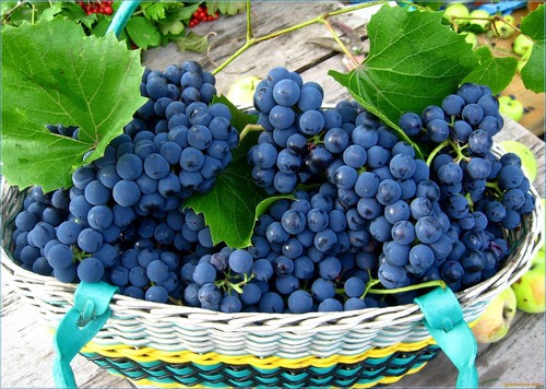 Черный виноград при диете