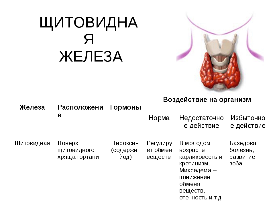 Щитовидная железа биология 8 класс. Действие щитовидной железы на организм таблица. Гормоны щитовидной железы таблица влияние. Щитовидная железа гормоны действие гормонов на организм таблица. Щитовидная железа расположение гормоны функции заболевания.