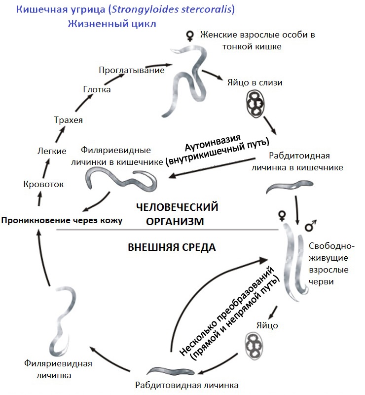 Цикл развития пчеломатки схема