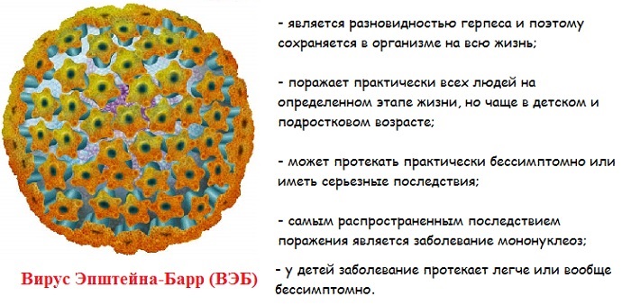 Инфекционный мононуклеоз у взрослых. Симптомы, фото, лечение, рекомендации