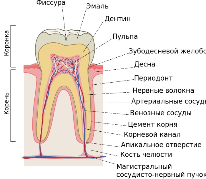 Зубы у человека. Виды, название, анатомия, функции, фото