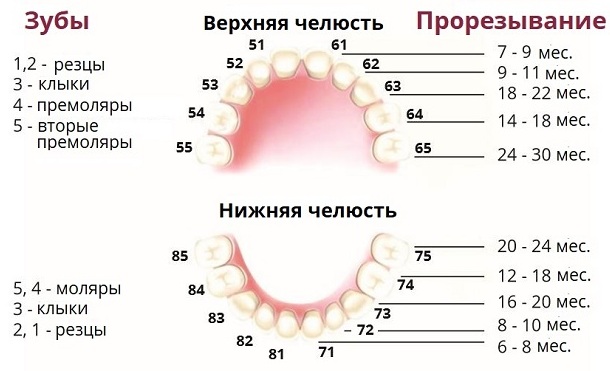 Зубы у человека. Виды, название, анатомия, функции, фото