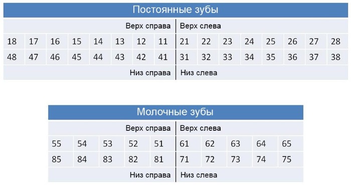 Зубы у человека. Виды, название, анатомия, функции, фото