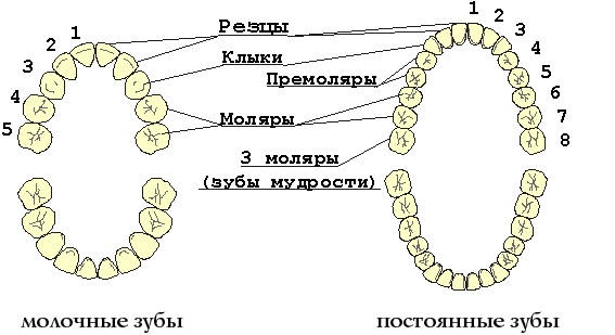 Зубы у человека. Виды, название, анатомия, функции, фото