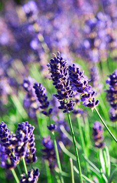 Lavender: It has helped with insomnia, alopecia, anxiety and stress
