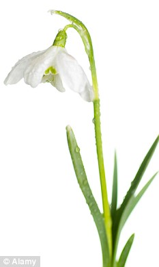 Snowdrop: Used to treat mild to moderate dementia