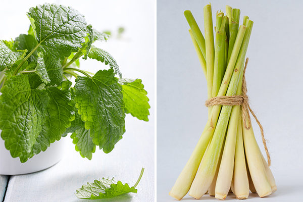 lemongrass vs. lemon balm