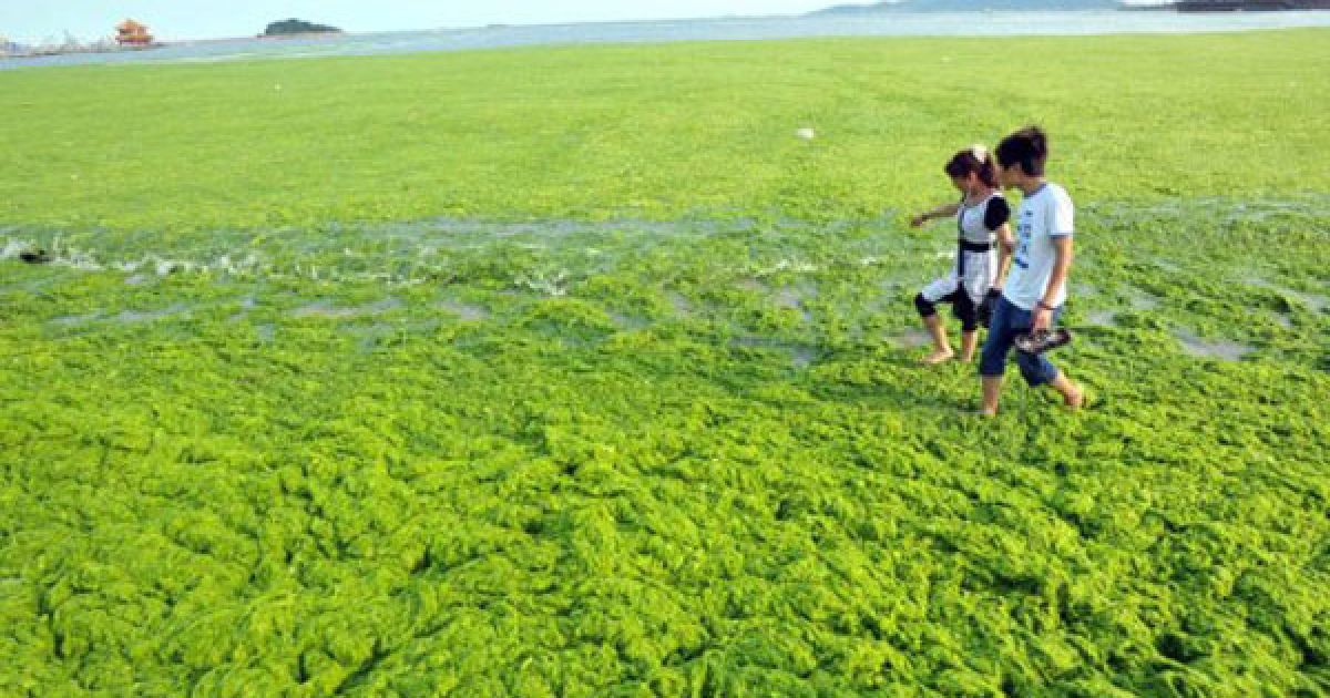 Водоросли вызывают. Зеленые водоросли Анапа. Цветение водорослей в Анапе период. Цветение моря.