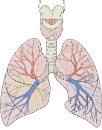 Lungs diagram detailed