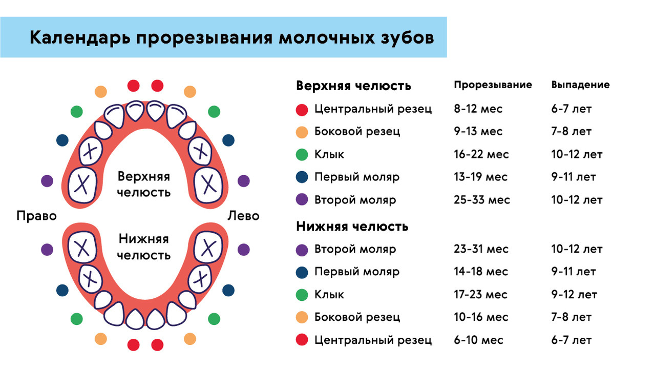 Схема роста молочных зубов у детей