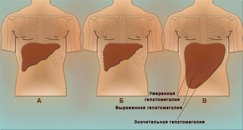 Ли печень