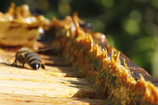 bee propolis can be seen here on top of the hive