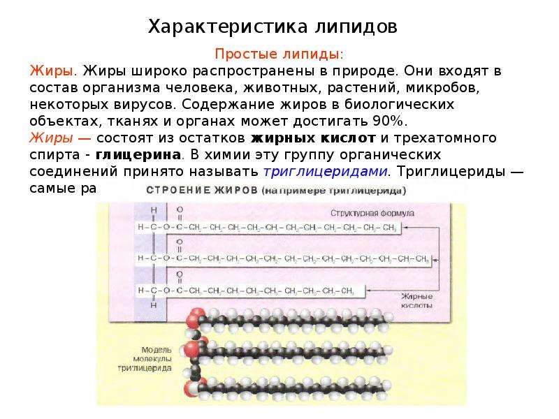 Гены липидов. Функции липидов.