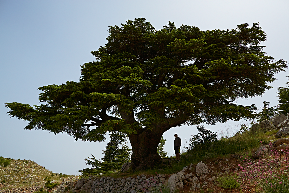  выглядит кедровое дерево: фото и описание видов кедровой сосны .