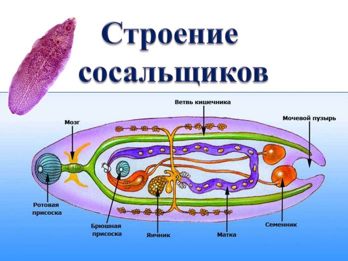 характеристика паразита