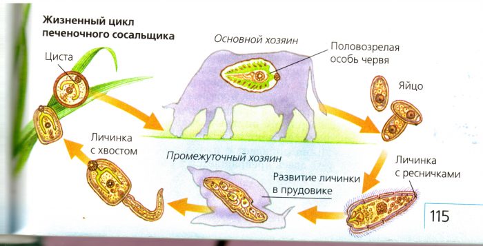 жизненный цикл печеночного сосальщика