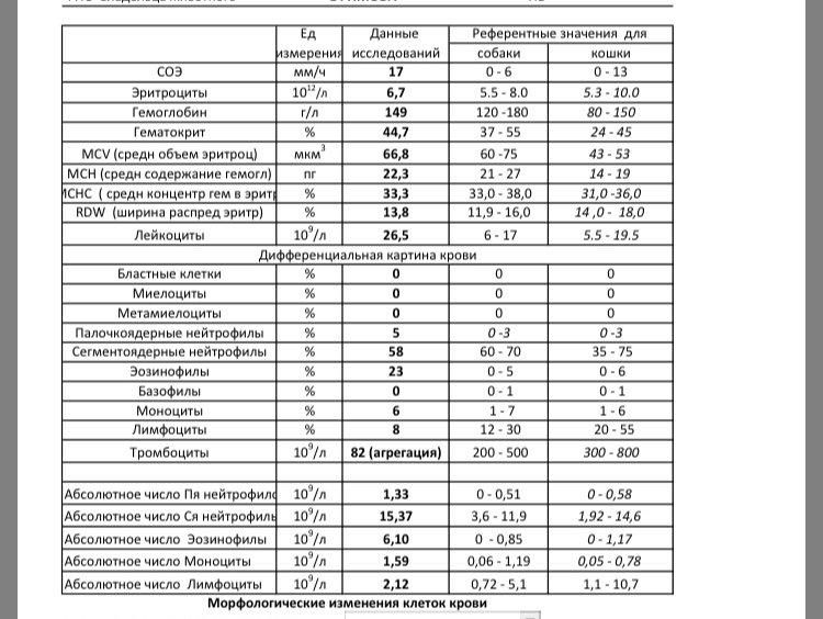 Повышенные моноциты у кота. Норма эозинофилов в крови у ребенка 10 лет норма таблица. Эозинофилы норма у детей до 1 года. Моноциты у детей норма таблица. Норма моноцитов в крови у ребенка 6 лет.