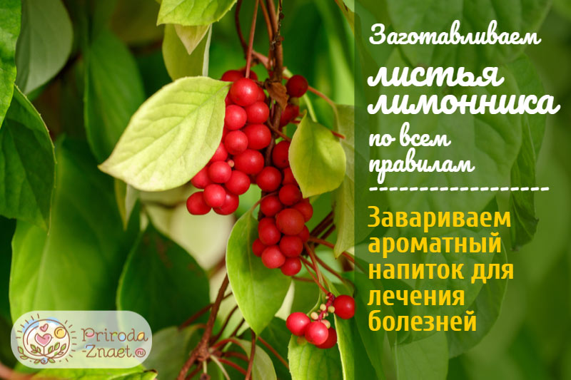 Листья лимонника