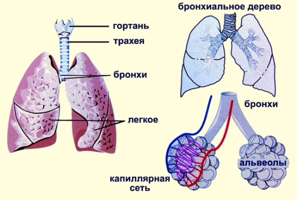 Легкие и бронхи