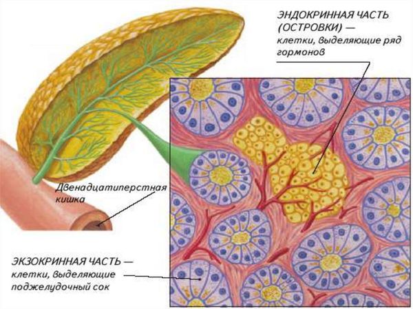 Эндокринная и экзокринная части поджелудочной железы Эндокринная и экзокринная части поджелудочной железы