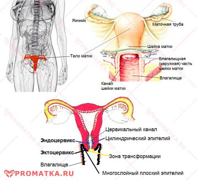 Эпителий шейки матки - схема