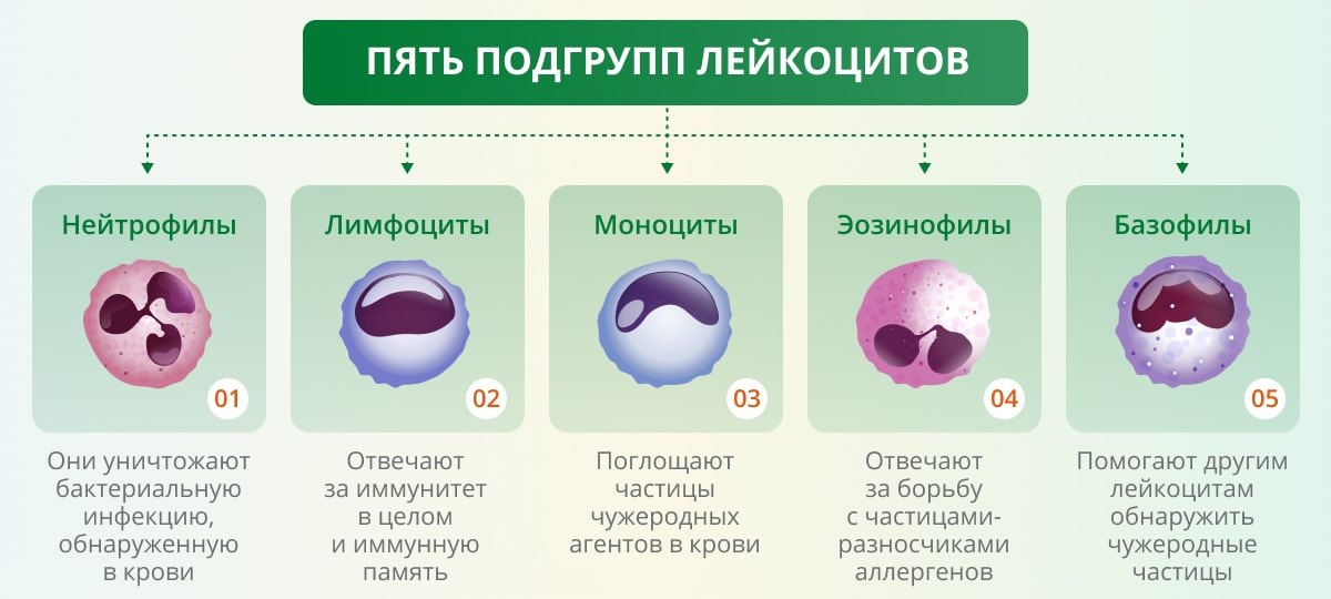 Лейкоциты как выглядят на картинке