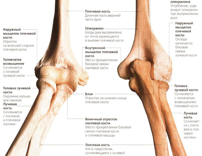 Наружная мыщелка. Наружный мыщелок плечевой кости анатомия. Локтевой сустав и кости предплечья. Наружный мыщелок локтевой кости. Мыщелок плечевой кости анатомия.