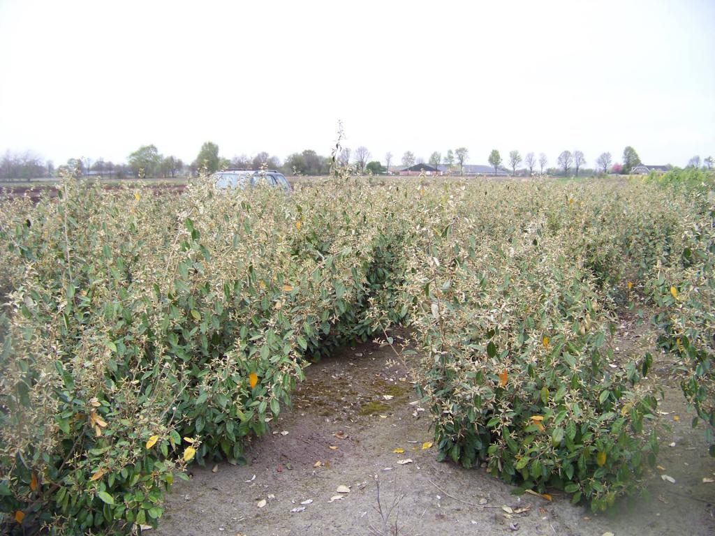 плантация лоха