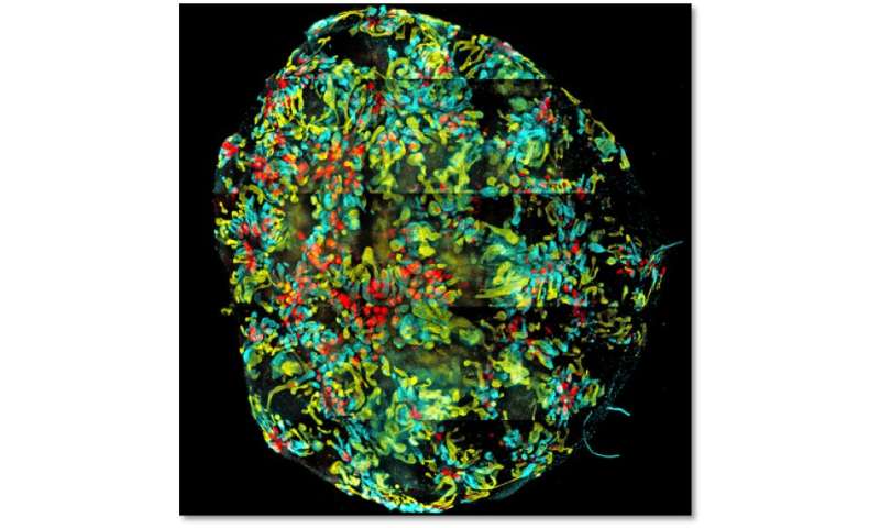 Human immune cells produced in a dish in world first