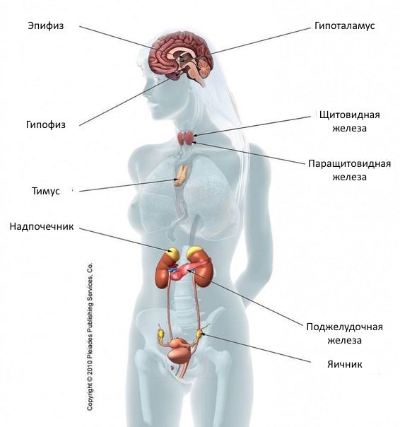 Гормональная система человека представлена различными эндокринными органами (железы внутренней секреции).