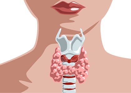 Щитовидная железа - важная часть эндокринной системы человека.