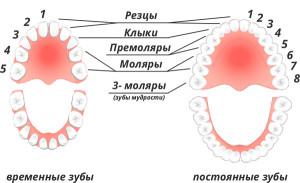 Какие зубы человека называются резцами и клыками: фото центральных и боковых единиц