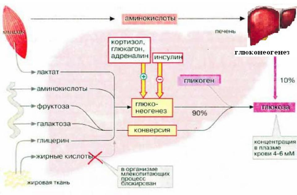 Обмен белка в печени. Схема метаболизма аминокислот в печени. Глюконеогенез в печени биохимия. Глюконеогенез схема с ферментами. Образование Глюкозы из аминокислот в печени.