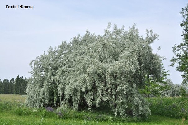 Лох серебристый фото описание посадка уход в дизайне сада