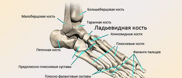 Расположение ладьевидной и клиновидных костей