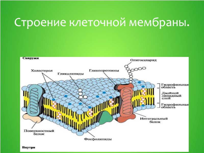 Укажите функции клеточной мембраны. Клеточная оболочка мембрана строение. Строение мембраны 10 класс.