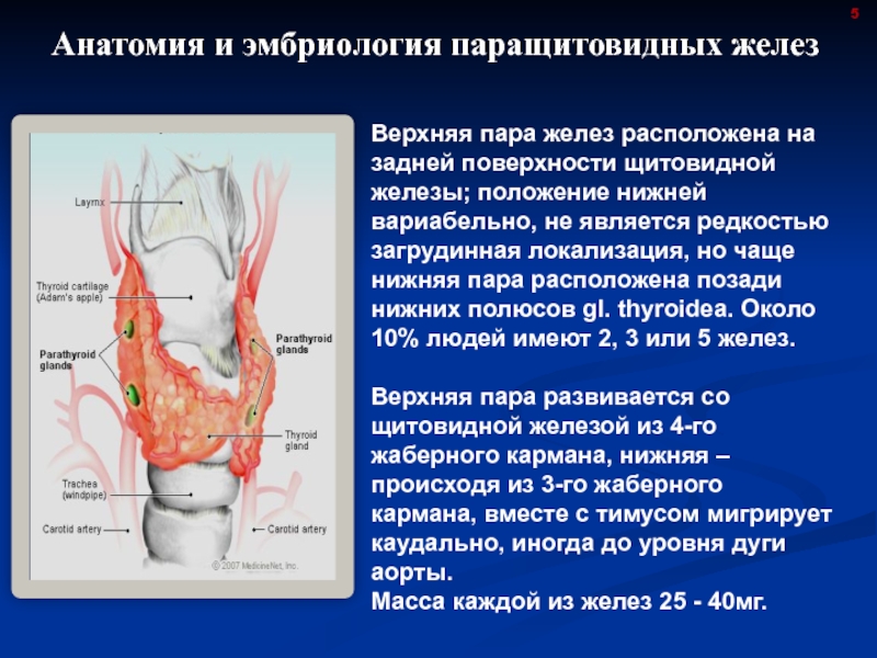 Щитовидная железа паращитовидные железы