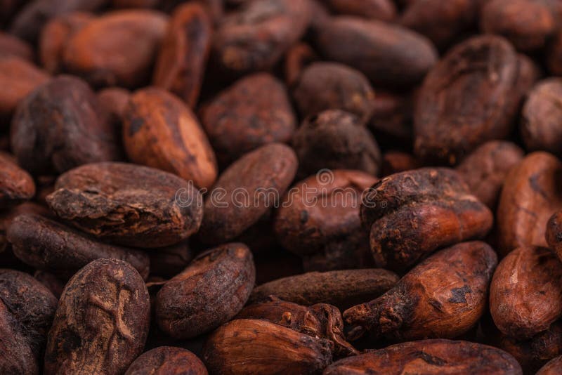 Aromatic raw cocoa beans background. Top view. Close up. Healthy food royalty free stock photos