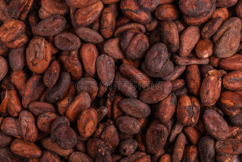 Aromatic raw cocoa beans background. Top view. Close up. Pattern royalty free stock image