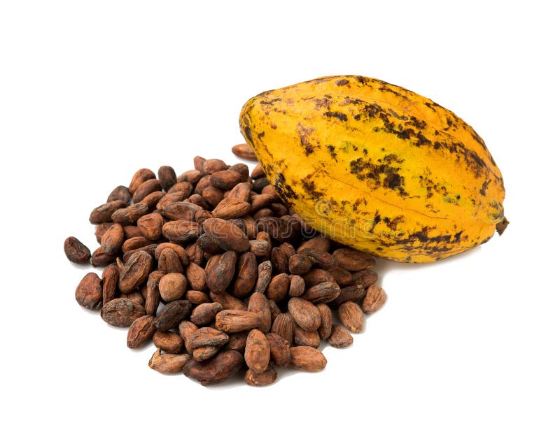 Cacao fruit, raw cacao beans, Cocoa pod on white background. Cacao fruit, raw cacao beans, Cocoa pod on white background stock photo