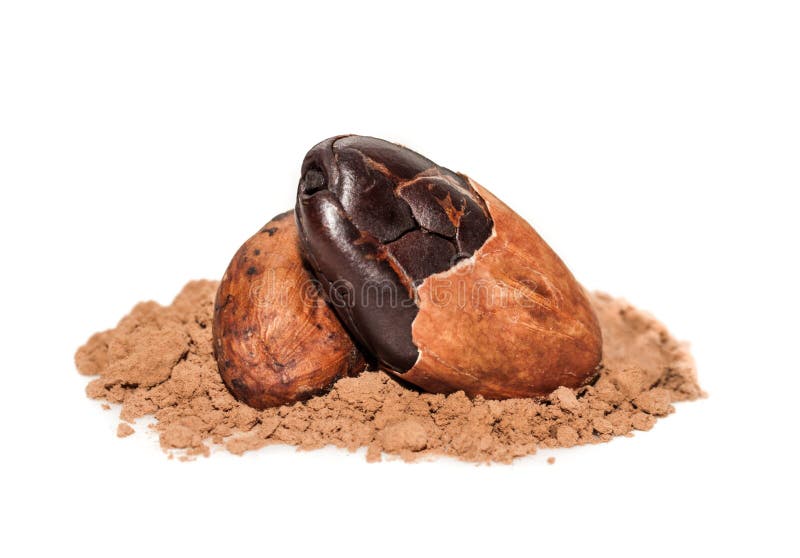 Cocoa beans macro. Shot on a heap of cocoa powder. Cocoa beans isolated on white background royalty free stock photo