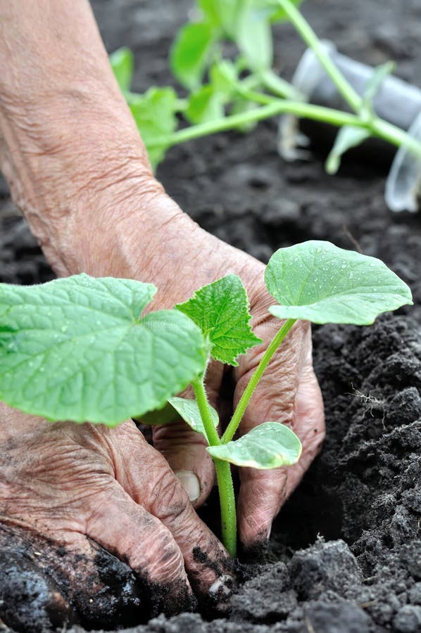 Hands of senior woman planting a cucumber seedling in the vegetable garden, vertical composition stock image
