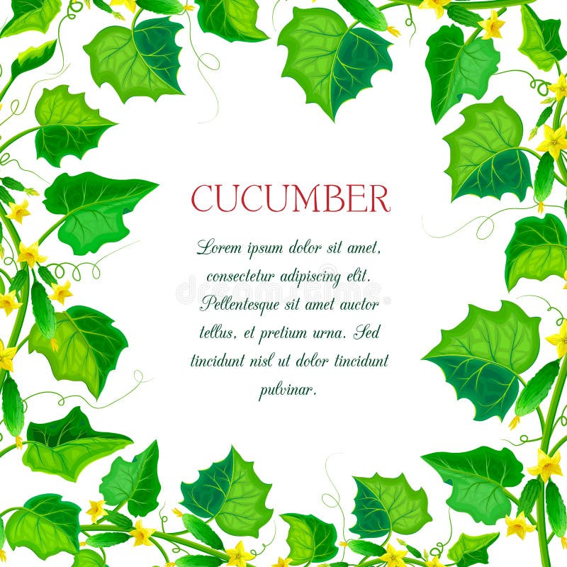 Label or banner with cucumber plants, leaves. square cucumber composition with branches, green gherkins, yellow flowers. And place for text. fresh vegetable royalty free stock images